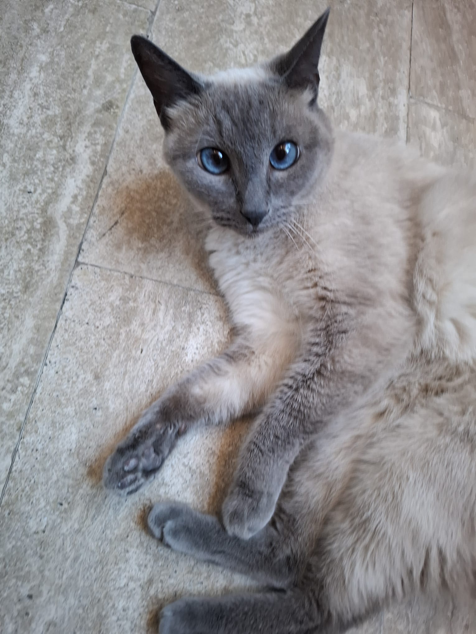 Gatto 2